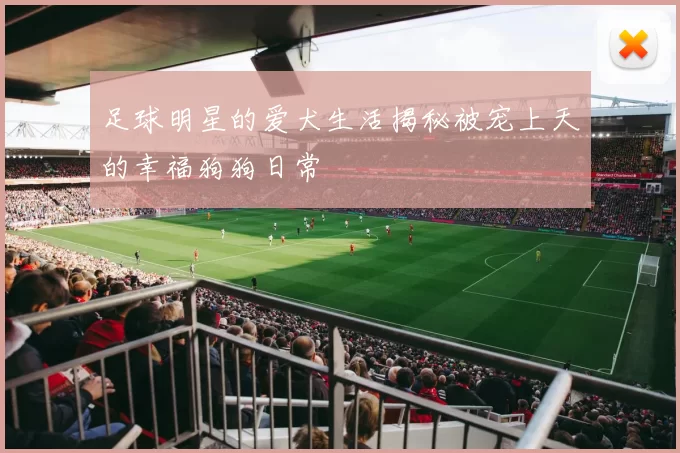 足球明星的爱犬生活揭秘被宠上天的幸福狗狗日常