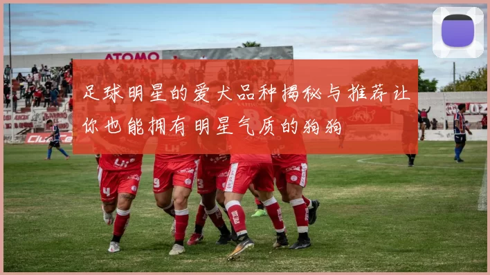 足球明星的爱犬品种揭秘与推荐让你也能拥有明星气质的狗狗